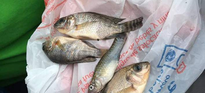 Κι όμως, συνέβη: Eβρεξε… ψάρια σε πόλη – Επεσαν από τον ουρανό!
